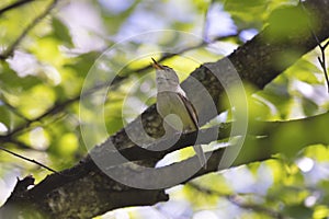 Blyth\'s reed warbler sits on a tree branch