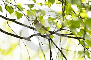 Blyth`s reed warbler sits on a tree branch in spring
