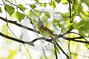 Blyth`s reed warbler sits on a tree branch in spring