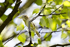 Blyth`s reed warbler sits on a tree branch in spring