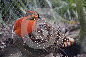 Blyth's Tragopan Pheasant Red Feathers Head