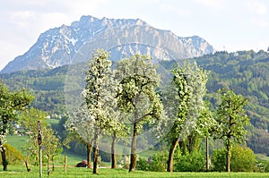 Blossoming fruit trees in the Salzkammergut with the Traunstein in the background photo