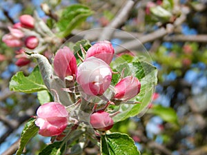 BlÃÂ¼ten am Apfelbaum im FrÃÂ¼hling photo