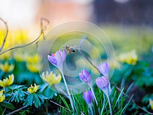 BlÃ¼ten und Bienen