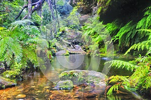 BM GC Creek ferns cliff rock