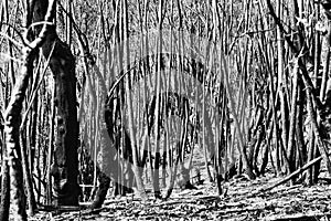 BM Woods Burnt Trunks BW Crop