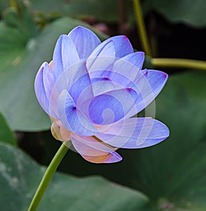 BMauve nuphar flower, water-lily, pond-lily, spatterdock, Nelumbo nucifera, also known as Indian lotus