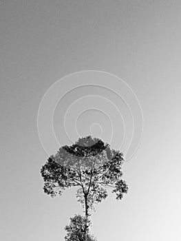 Bnw of a tree