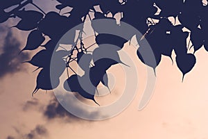 Bo tree , bothi tree