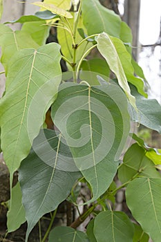 Bo tree , bothi tree ,pipal tree leaves background