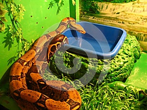 Boa constrictor