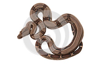 Boa constrictor