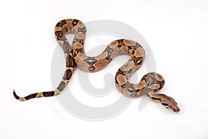 Boa constrictor