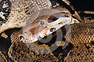 Boa constrictor