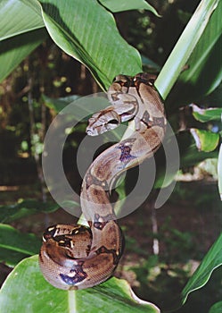 Boa Constrictor photo