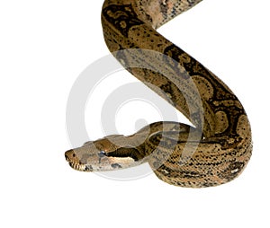 Boa constrictor