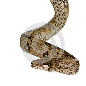 Boa constrictor