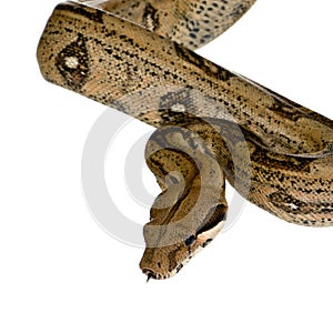 Boa constrictor