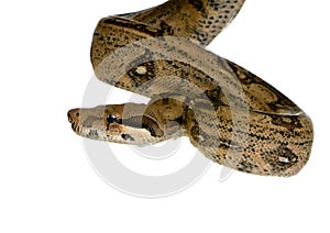 Boa constrictor
