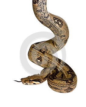 Boa constrictor