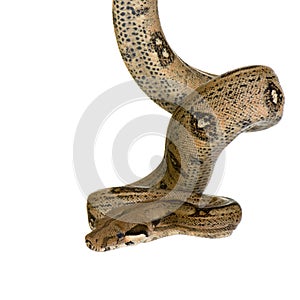 Boa constrictor