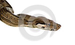 Boa constrictor