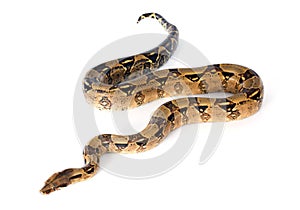 Boa constrictor