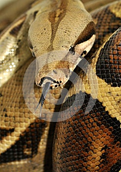 Boa constrictor