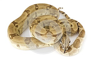 Boa Constrictor