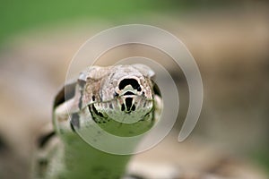 Boa constrictor
