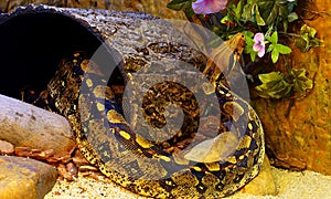 Boa Constrictor