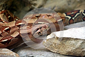 Boa constrictor