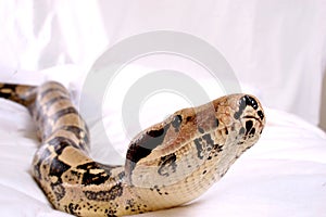 Boa Constrictor