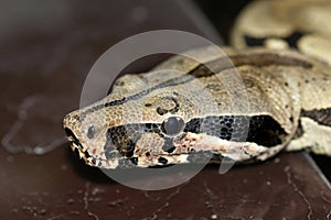 Boa constrictor