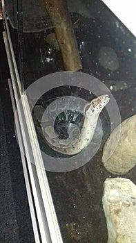 Boa constrictor being nosey in his tank