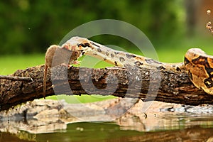 The boa constrictor Boa constrictor, also called the red-tailed boa or the common boa, hunting the rat on the old branche above