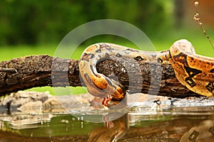 The boa constrictor Boa constrictor, also called the red-tailed boa or the common boa, hunting the rat on the old branche above