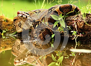 The boa constrictor Boa constrictor, also called the red-tailed boa or the common boa, hunting the rat on the old branche above