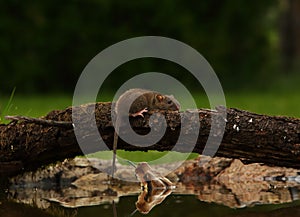 The boa constrictor Boa constrictor, also called the red-tailed boa or the common boa, hunting the rat on the old branche above