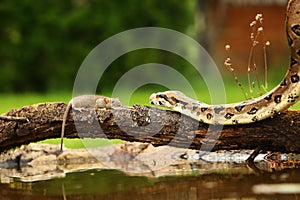 The boa constrictor Boa constrictor, also called the red-tailed boa or the common boa, hunting the rat on the old branche above