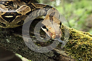 The boa constrictor Boa constrictor, also called the red-tailed boa or the common boa, on the old branche