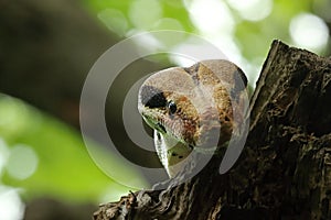 The boa constrictor Boa constrictor, also called the red-tailed boa or the common boa, on the old branche