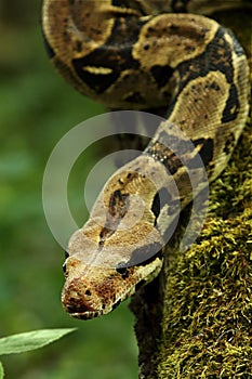 The boa constrictor Boa constrictor, also called the red-tailed boa or the common boa, on the old branche