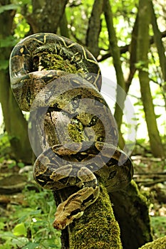 The boa constrictor Boa constrictor, also called the red-tailed boa or the common boa, on the old branche