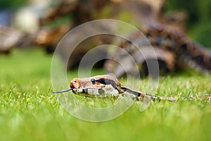 The boa constrictor Boa constrictor, also called the red-tailed or the common boa in the grass on a green meadow. Portrait of a
