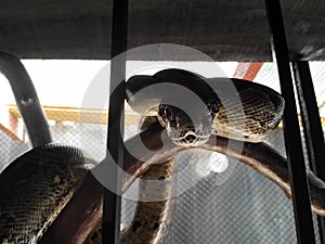 Close up boa imperator constrictor in cage.