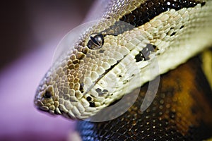 Boa constrictor close up