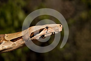 Boa Constrictor Close up