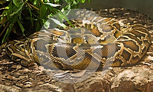 Boa constrictor coiled in terrarium