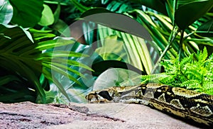 Boa constrictor crawling over a stone rock in a rain forest landscape scenery wildlife animal reptile portrait